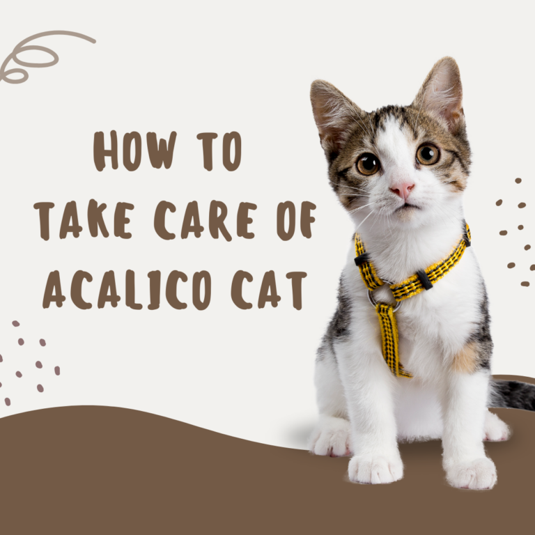 How to Care for a Calico Cat When You Have No Experience: The Complete Guide