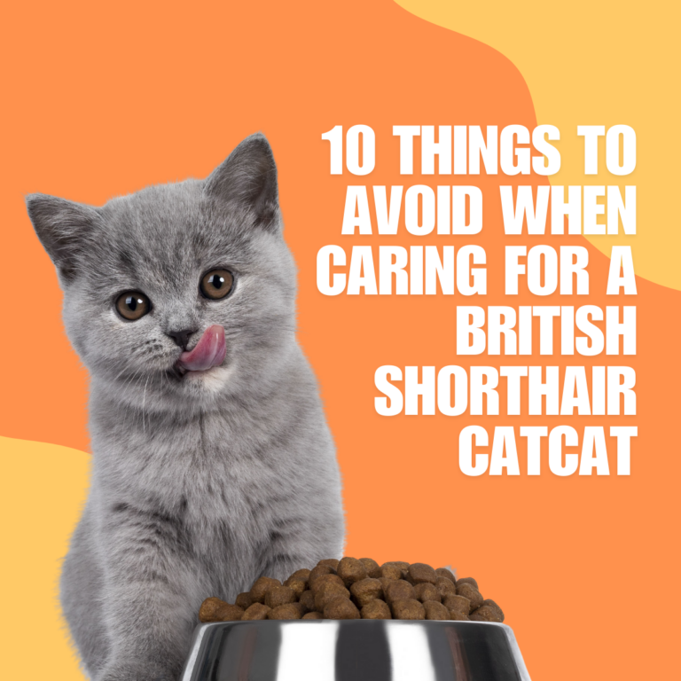 10 Things You Should Not Do to a British Shorthair Cat:  Essential Care Tips