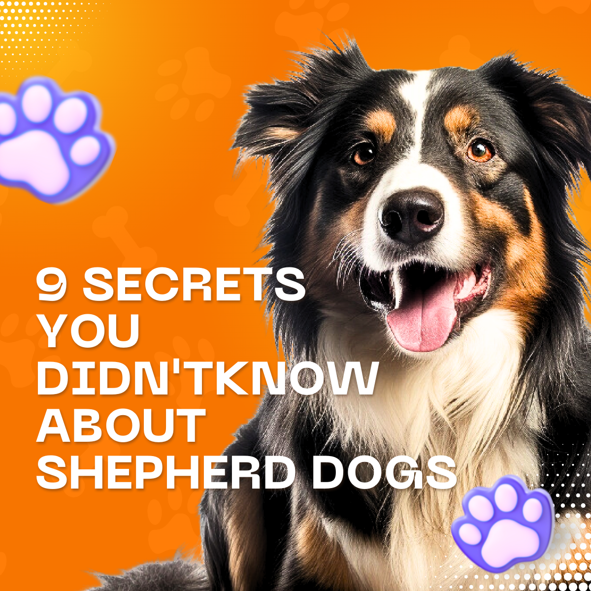 9 Secrets You Didn’t Know About Shepherd Dogs: A Guide for Owners & Enthusiasts